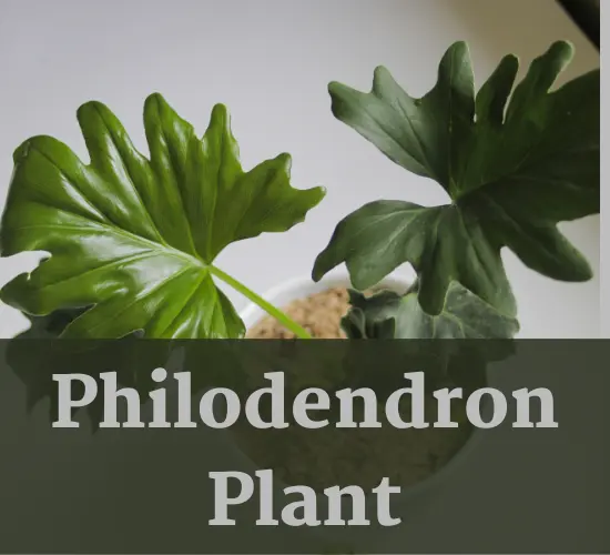 Philodendron plant, Philodendron leaves curling