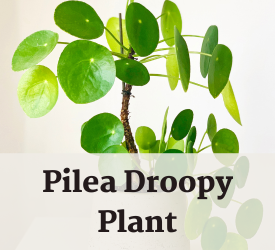 Pilea plant, Pilea droopy