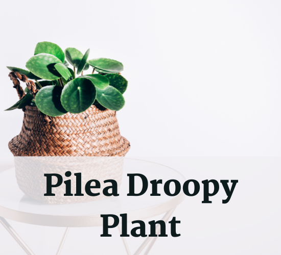 Beautiful Pilea plant, Pilea droopy