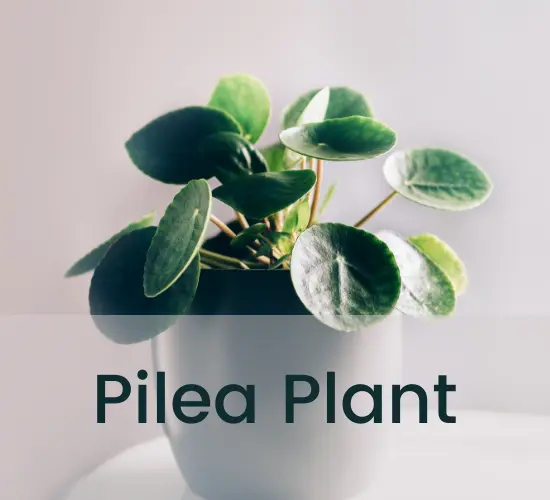 Pilea  plant in pot, Pilea turning yellow