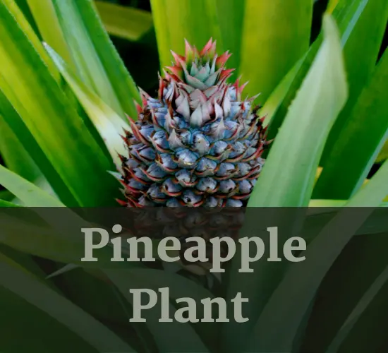 Beautiful Bromeliad Pineapple houseplant