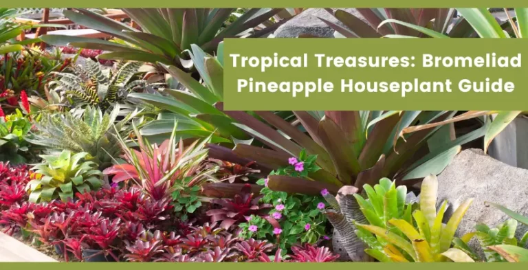 bromeliad pineapple houseplants