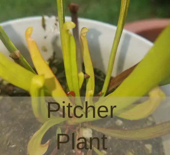 pitcher plant pitchers turning brown