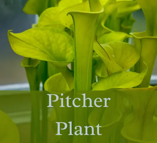 pitcher plant pitchers turning brown