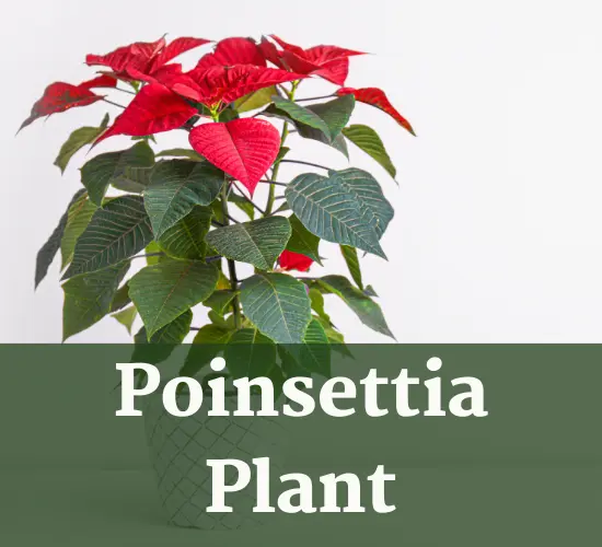 poinsettia plant-poinsettia leaves wilting