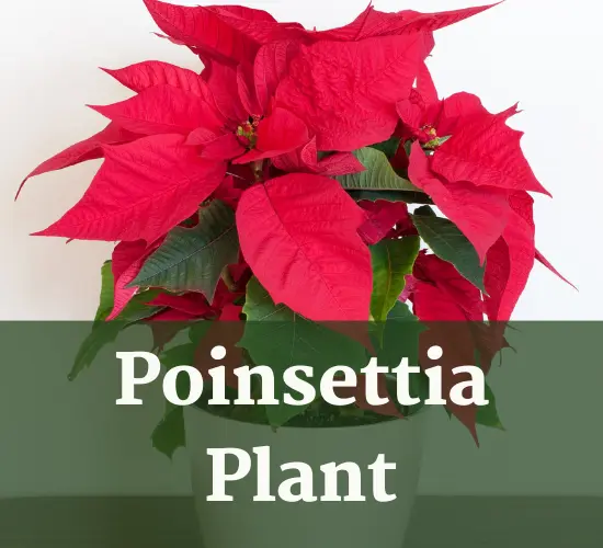 poinsettia plant-poinsettia leaves wilting