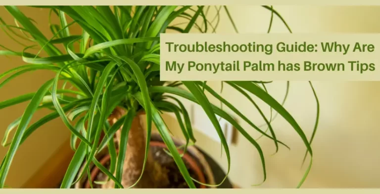 ponytail palm plant-my ponytail palm has brown tips