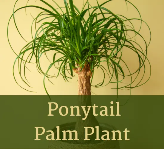 Ponytail Palm plant, my Ponytail Palm has brown tips