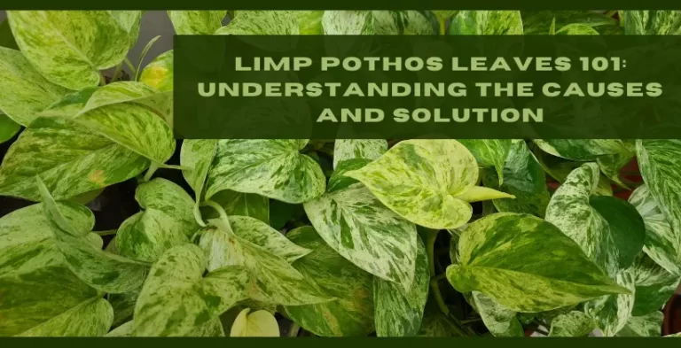 Pothos Plant with limp pothos leaves
