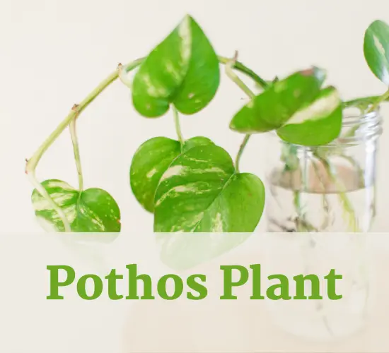 Beautiful Pothos plant- leaves turning yellow on Pothos