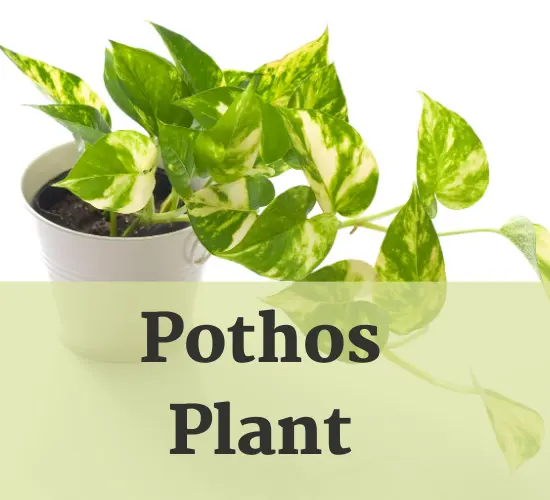limp pothos leaves in white pot