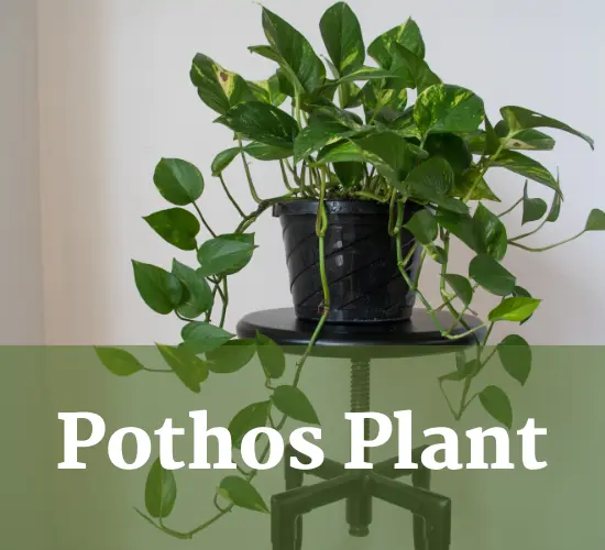 Pothos plant in black pot, leaves turning yellow on Pothos