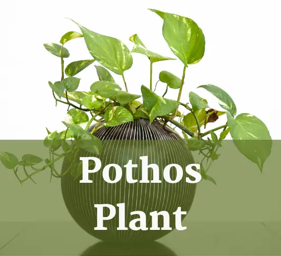 limp pothos leaves in  pot