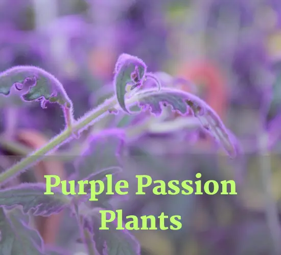 purple passion plant wilting