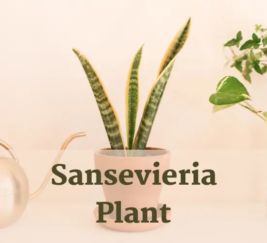 Sansevieria Plant in pot, Sansevieria care