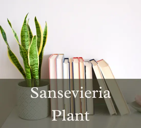 sansevieria yellow leaves plant beside books