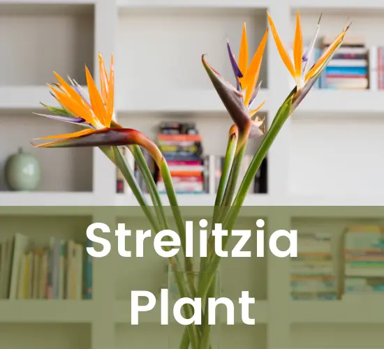 Beautiful Strelitzia plant, Strelitzia indoor plant