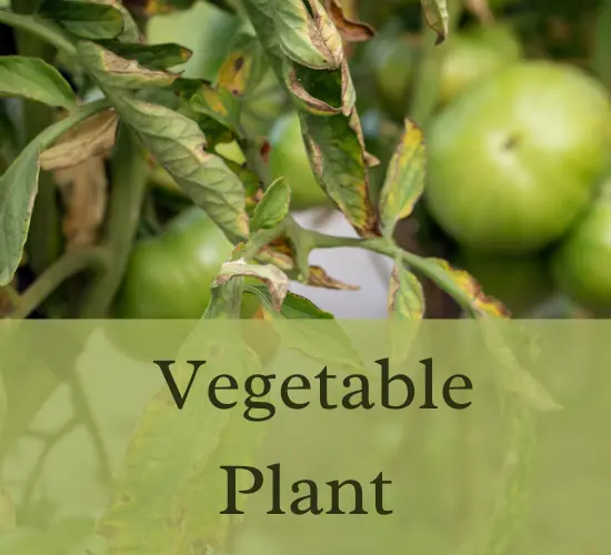 vegetable Plant-brown spots on vegetable leaves