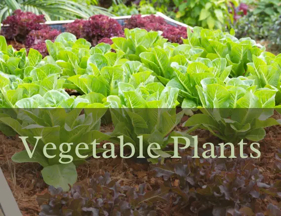 vegetable Plants-brown spots on vegetable leaves