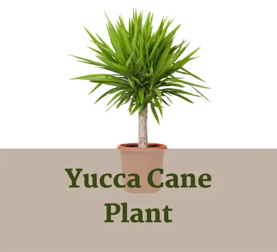 Yucca Cane plant, Yucca brown tips