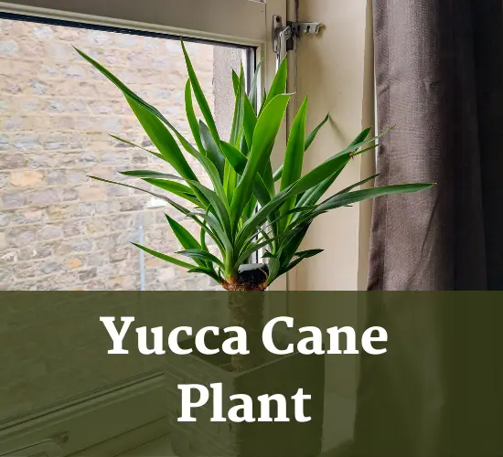 Yucca Cane plant, Yucca brown tips