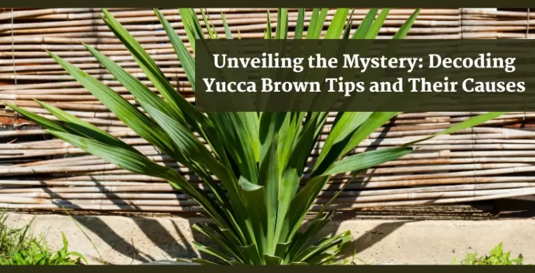 yucca brown tips