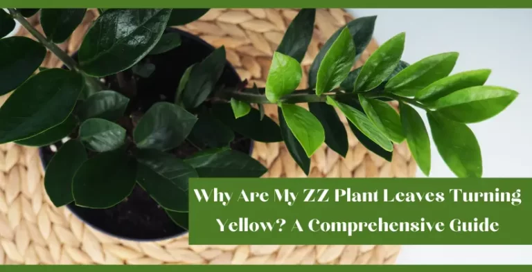 my zz plant leaves turning yellow