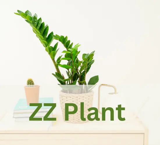 ZZ plant, my ZZ plant leaves turning yellow