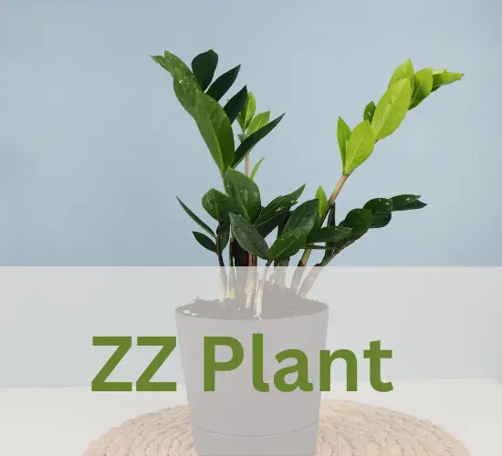 Beautiful ZZ Plant, my ZZ plant leaves turning yellow