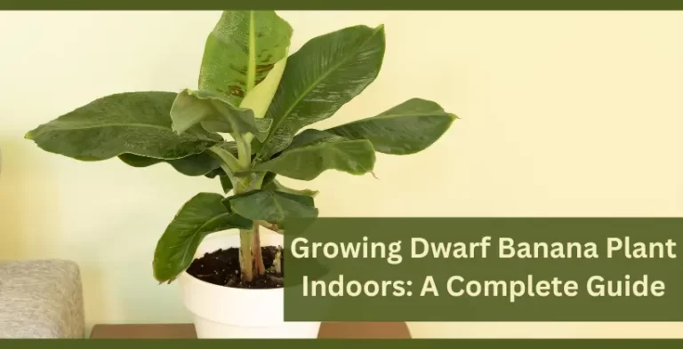 dwarf banana plant indoors