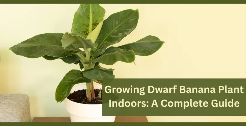 Growing Dwarf Banana Plants Indoors: A Complete Guide - leafbud.org