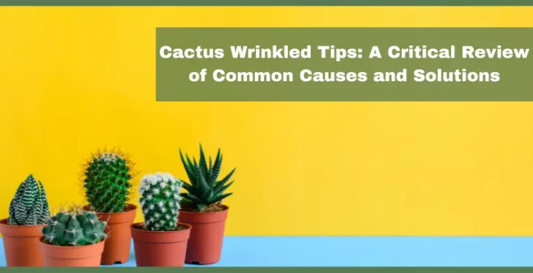 cactus wrinkled plants