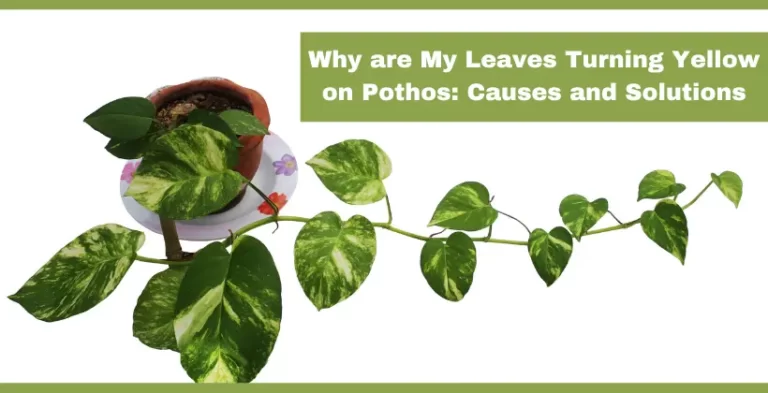 pothos plant- leaves turning yellow on pothos