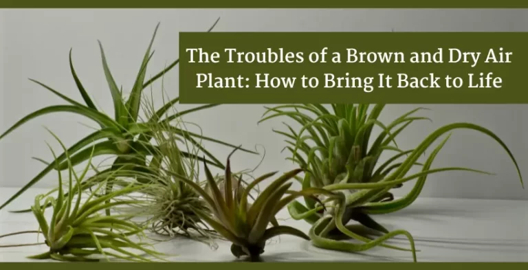 brown and dry air plants