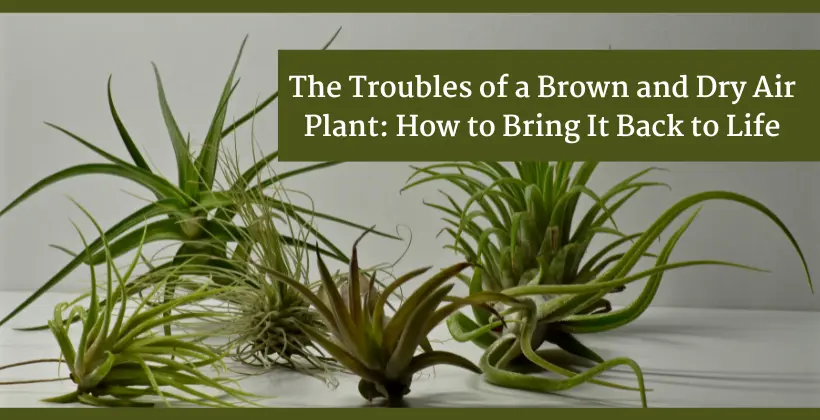 the-troubles-of-a-brown-and-dry-air-plant-how-to-bring-it-back-to-life