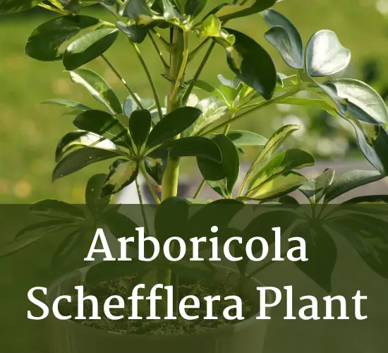 Beautiful foliage of a Arboricola schefflera plant, arboricola schefflera care plant
