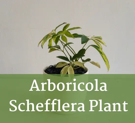 beautiful Arboricola schefflera plant in a white pot ,Arboricola schefflera care plant