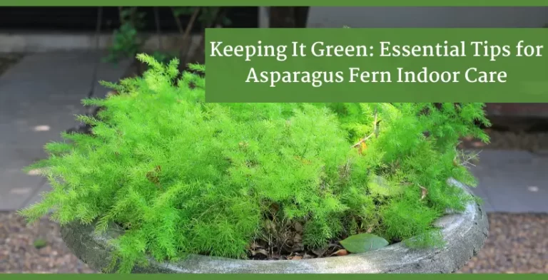 Asparagus fern indoor care plant