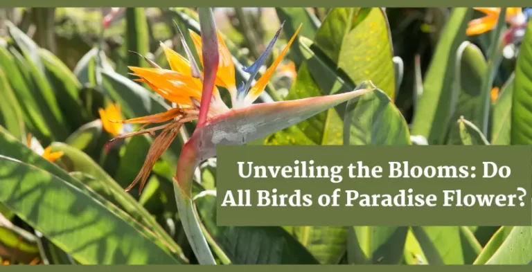 do all birds of paradise flower
