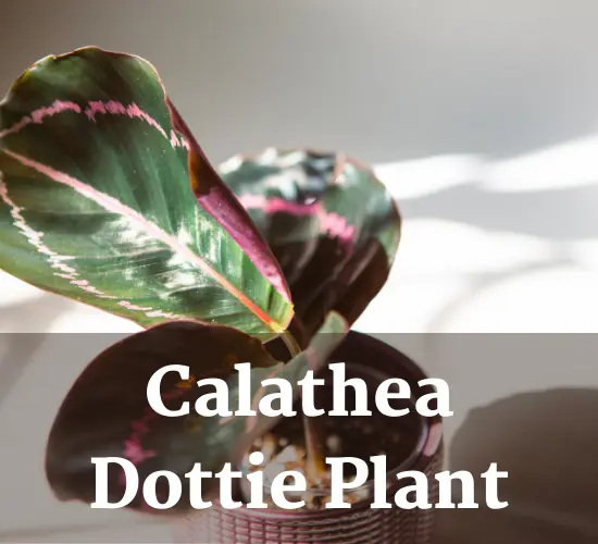 calathea plant-calathea dottie light