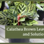 calathea plants - calathea brown leaves