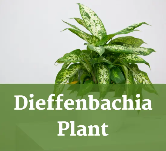 Dieffenbachia plant in pot, Dieffenbachia care