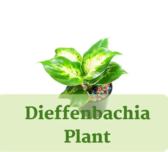 Dieffenbachia plant, Dieffenbachia care