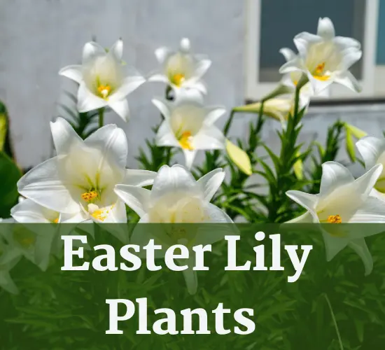 Easter lily plants, why aren't my easter lilies blooming