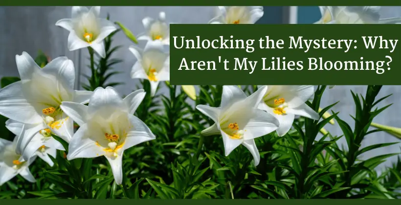 unlocking-the-mystery-why-aren-t-my-easter-lilies-blooming-leafbud