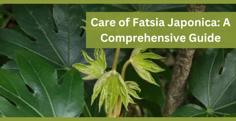 care of fatsia japonica plant