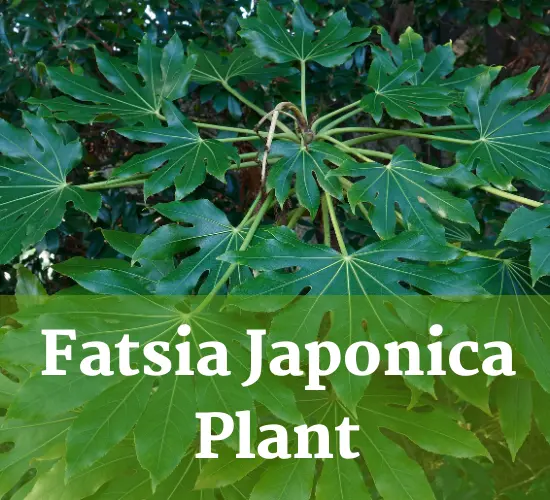 Fatsia Japonica plant, care of Fatsia Japonica plant