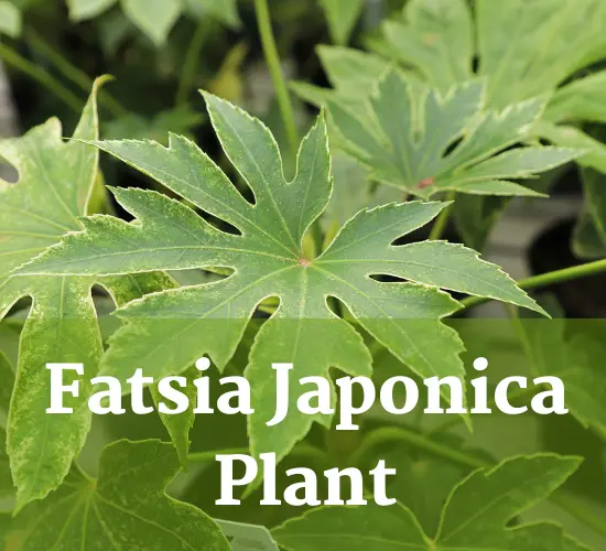 Leaves of Fatsia Japonica plant, care of Fatsia Japonica plant