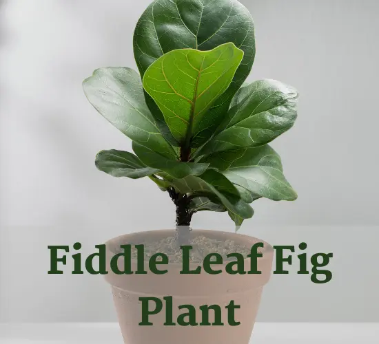 Beautiful potted Fiddle Leaf Fig plant