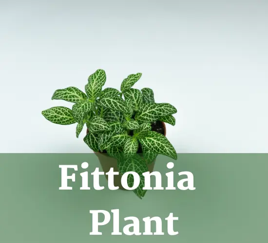 Beautiful Fittonia plant, prem Fittonia wick plant